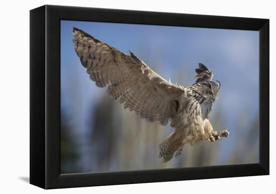 European Eagle Owl In Flight-Linda Wright-Framed Premier Image Canvas