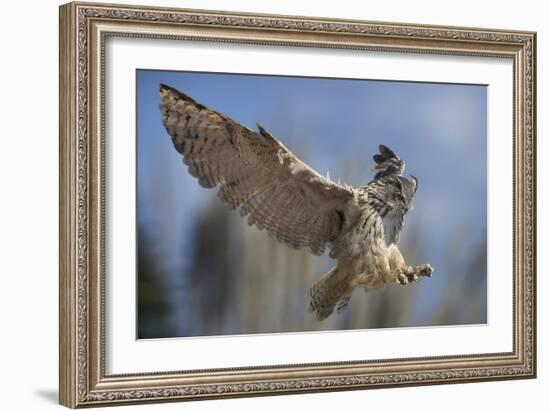 European Eagle Owl In Flight-Linda Wright-Framed Photographic Print