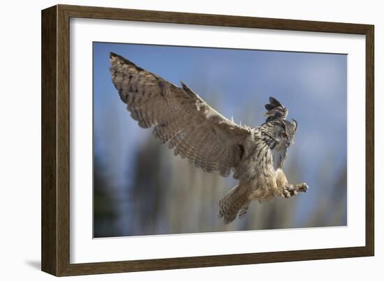 European Eagle Owl In Flight-Linda Wright-Framed Photographic Print