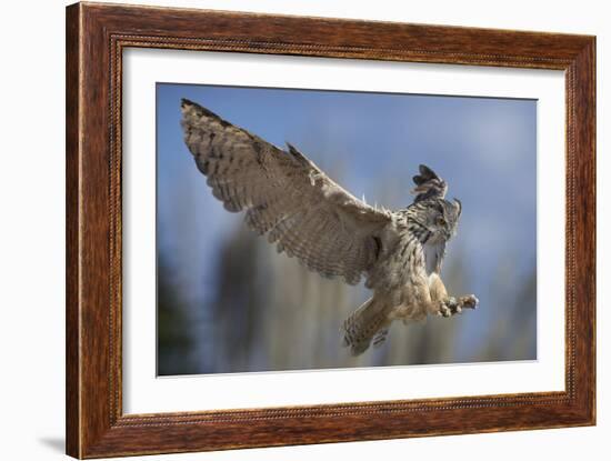 European Eagle Owl In Flight-Linda Wright-Framed Photographic Print