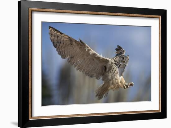 European Eagle Owl In Flight-Linda Wright-Framed Photographic Print