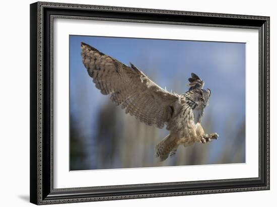 European Eagle Owl In Flight-Linda Wright-Framed Photographic Print