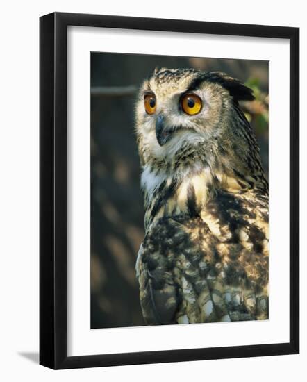European Eagle Owl, New Forest Owl Sanctuary, Ringwood, Hampshire, England, United Kingdom, Europe-Murray Louise-Framed Photographic Print