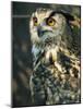 European Eagle Owl, New Forest Owl Sanctuary, Ringwood, Hampshire, England, United Kingdom, Europe-Murray Louise-Mounted Photographic Print