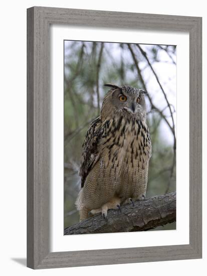 European Eagle Owl-Linda Wright-Framed Photographic Print