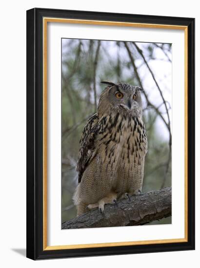 European Eagle Owl-Linda Wright-Framed Photographic Print