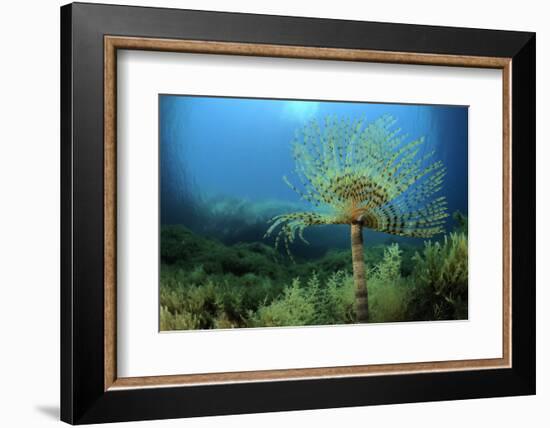 European Fan Worms (Sabella - Spirographis Spallanzani) Malta, Mediteranean, May 2009-Zankl-Framed Photographic Print