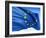 European Flag-bioraven-Framed Art Print