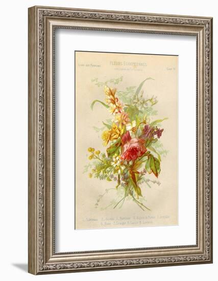 European Flowers Used in Making Perfumes-null-Framed Photographic Print