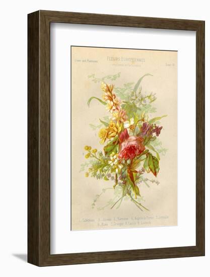 European Flowers Used in Making Perfumes-null-Framed Photographic Print