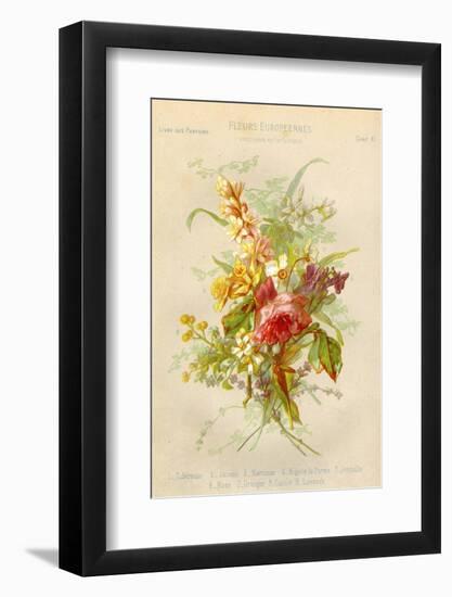 European Flowers Used in Making Perfumes-null-Framed Photographic Print