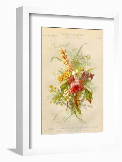 European Flowers Used in Making Perfumes-null-Framed Photographic Print