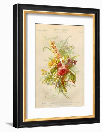 European Flowers Used in Making Perfumes-null-Framed Photographic Print