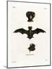 European Free-Tailed Bat-null-Mounted Giclee Print