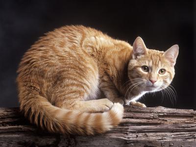 European Ginger Tabby Cat Photographic Print Art Com