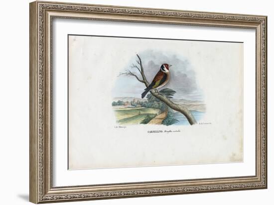 European Goldfinch, 1863-79-Raimundo Petraroja-Framed Giclee Print
