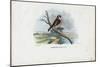 European Goldfinch, 1863-79-Raimundo Petraroja-Mounted Giclee Print