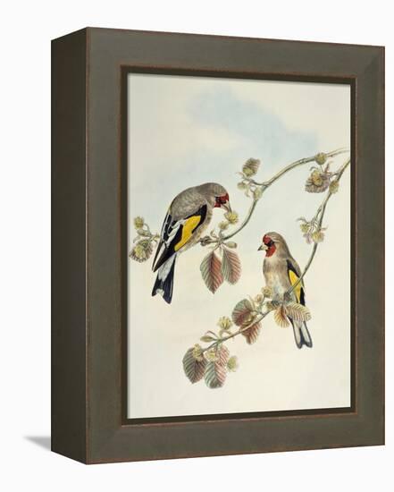 European Goldfinch (Carduelis Carduelis Caniceps)-John Gould-Framed Premier Image Canvas