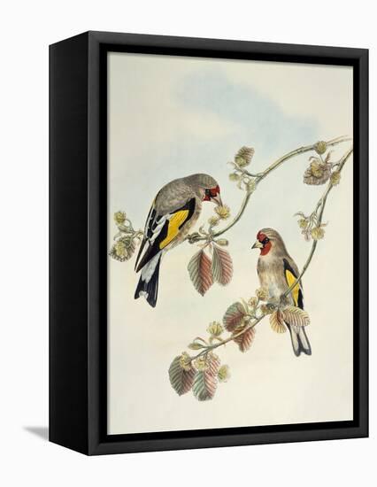 European Goldfinch (Carduelis Carduelis Caniceps)-John Gould-Framed Premier Image Canvas