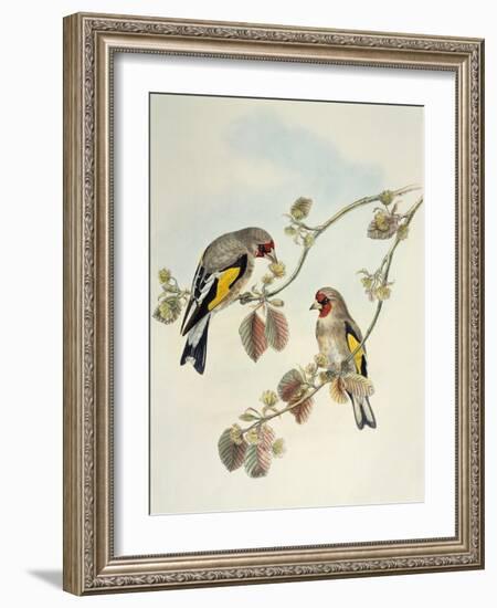 European Goldfinch (Carduelis Carduelis Caniceps)-John Gould-Framed Giclee Print