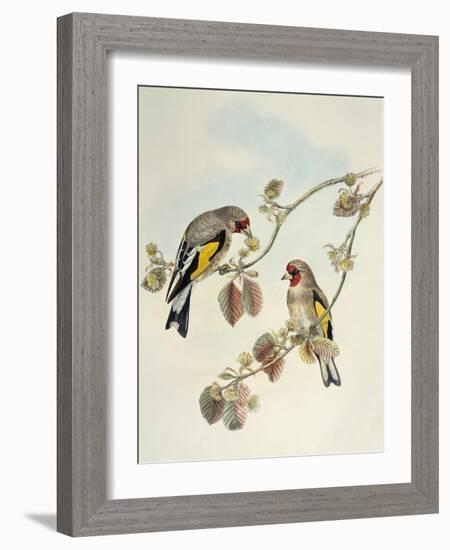 European Goldfinch (Carduelis Carduelis Caniceps)-John Gould-Framed Giclee Print