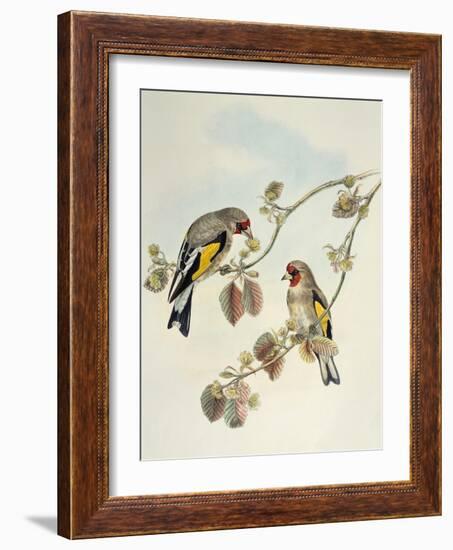 European Goldfinch (Carduelis Carduelis Caniceps)-John Gould-Framed Giclee Print