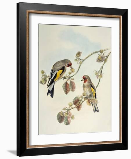 European Goldfinch (Carduelis Carduelis Caniceps)-John Gould-Framed Giclee Print