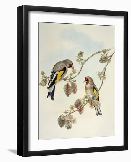 European Goldfinch (Carduelis Carduelis Caniceps)-John Gould-Framed Giclee Print