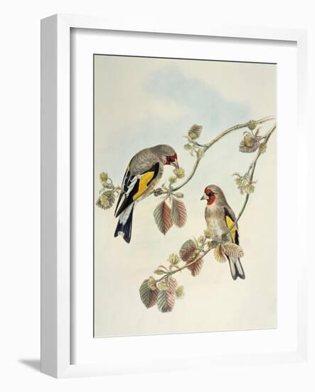 European Goldfinch (Carduelis Carduelis Caniceps)-John Gould-Framed Giclee Print