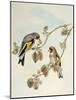 European Goldfinch (Carduelis Carduelis Caniceps)-John Gould-Mounted Giclee Print