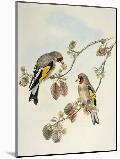 European Goldfinch (Carduelis Carduelis Caniceps)-John Gould-Mounted Giclee Print