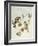 European Goldfinch (Carduelis Carduelis Caniceps)-John Gould-Framed Giclee Print