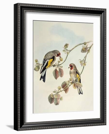 European Goldfinch (Carduelis Carduelis Caniceps)-John Gould-Framed Giclee Print