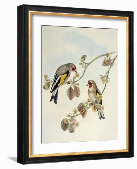 European Goldfinch (Carduelis Carduelis Caniceps)-John Gould-Framed Giclee Print