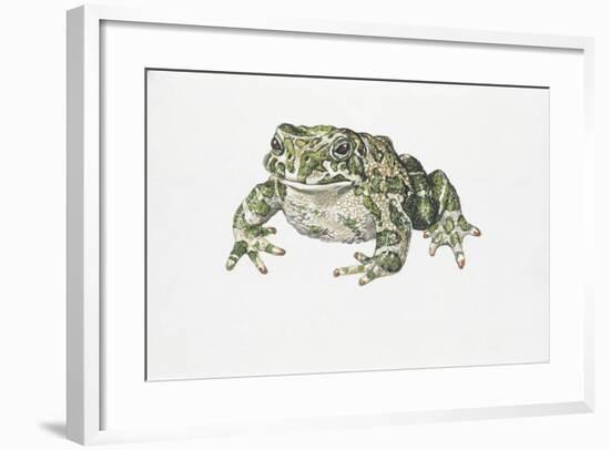 European Green Toad (Bufo Viridis)-null-Framed Giclee Print