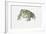 European Green Toad (Bufo Viridis)-null-Framed Giclee Print