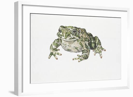 European Green Toad (Bufo Viridis)-null-Framed Giclee Print