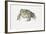 European Green Toad (Bufo Viridis)-null-Framed Giclee Print