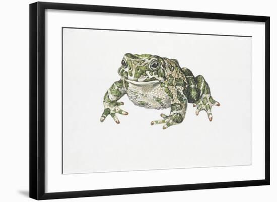 European Green Toad (Bufo Viridis)-null-Framed Giclee Print