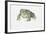 European Green Toad (Bufo Viridis)-null-Framed Giclee Print