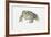 European Green Toad (Bufo Viridis)-null-Framed Giclee Print