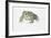 European Green Toad (Bufo Viridis)-null-Framed Giclee Print
