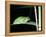 European Green Treefrog-Naturfoto Honal-Framed Premier Image Canvas