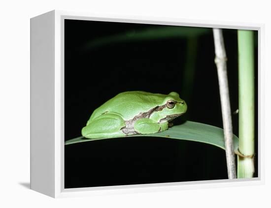 European Green Treefrog-Naturfoto Honal-Framed Premier Image Canvas
