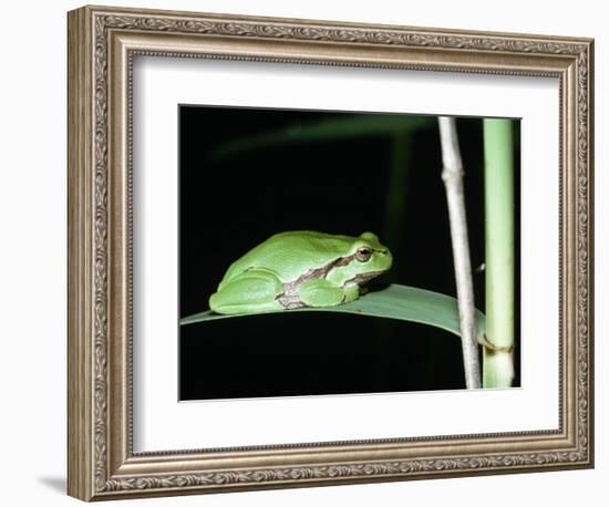 European Green Treefrog-Naturfoto Honal-Framed Photographic Print
