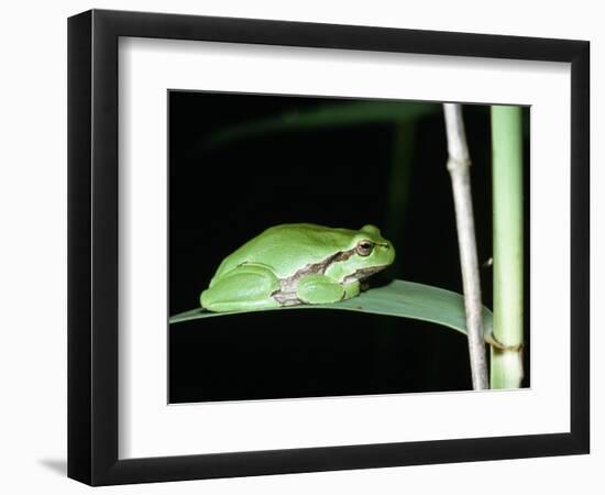 European Green Treefrog-Naturfoto Honal-Framed Photographic Print