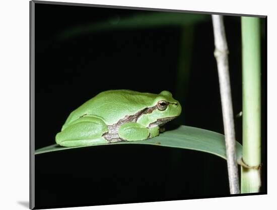 European Green Treefrog-Naturfoto Honal-Mounted Photographic Print