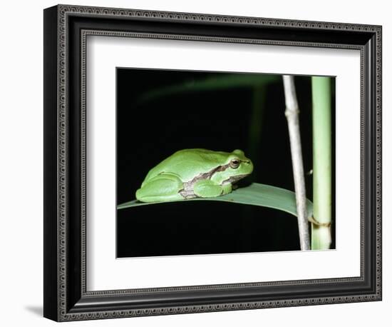 European Green Treefrog-Naturfoto Honal-Framed Photographic Print