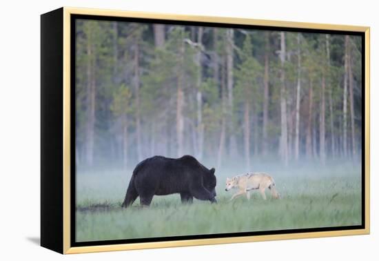 European Grey Wolf (Canis Lupus) Interacting with European Brown Bear (Ursus Arctos) Kuhmo, Finland-Widstrand-Framed Premier Image Canvas