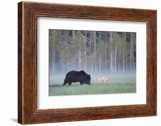 European Grey Wolf (Canis Lupus) Interacting with European Brown Bear (Ursus Arctos) Kuhmo, Finland-Widstrand-Framed Photographic Print